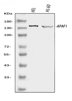 Anti-APAF1 Antibody