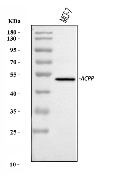 Anti-PAP/ACP3 Antibody