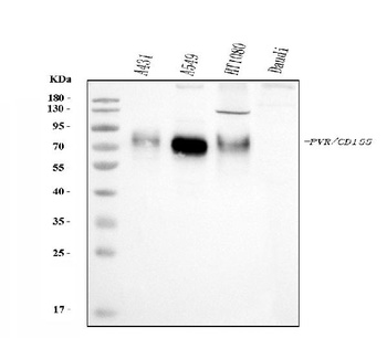 Poliovirus Receptor/PVR Antibody (monoclonal, 3B11E9)