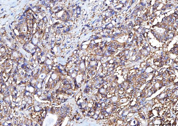 Anti-Poliovirus Receptor/PVR Antibody (monoclonal, 5I13D1)