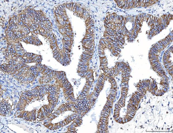 Anti-Poliovirus Receptor/PVR Antibody (monoclonal, 5I13D1)