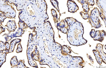 Anti-Poliovirus Receptor/PVR Antibody (monoclonal, 5I13D1)