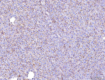 Anti-Poliovirus Receptor/PVR Antibody (monoclonal, 5I13D1)