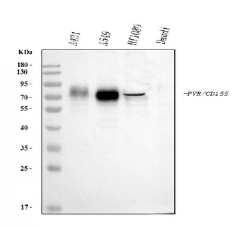 Poliovirus Receptor/PVR Antibody (monoclonal, 5I13D1)