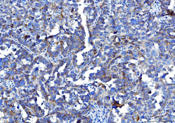 Anti-Poliovirus Receptor/PVR Antibody (monoclonal, 9B9F1)