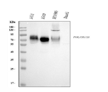 Poliovirus Receptor/PVR Antibody (monoclonal, 9B9F1)