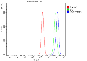 HGD Antibody (monoclonal, 2F11E1)