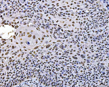 Anti-PC4/SUB1 Antibody (monoclonal, 6B5B10)