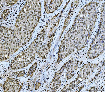 Anti-PC4/SUB1 Antibody (monoclonal, 6B5B10)