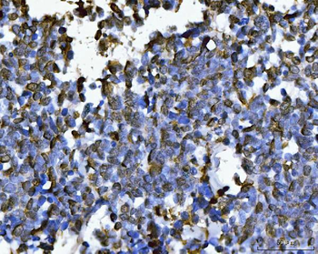 Anti-PC4/SUB1 Antibody (monoclonal, 6B5B10)