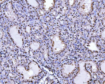 Anti-PC4/SUB1 Antibody (monoclonal, 6B5B10)