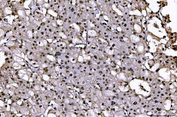 Anti-PC4/SUB1 Antibody (monoclonal, 6B5B10)