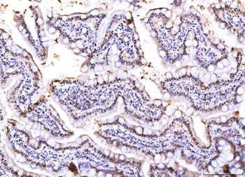 Anti-PC4/SUB1 Antibody (monoclonal, 6B5B10)