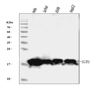 Anti-PC4/SUB1 Antibody (monoclonal, 6B5B10)