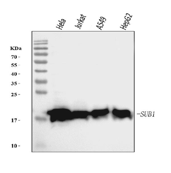 Anti-PC4/SUB1 Antibody (monoclonal, 2D13E3)