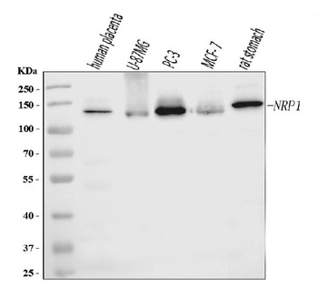 Neuropilin 1 Antibody (monoclonal, 8G6G7)