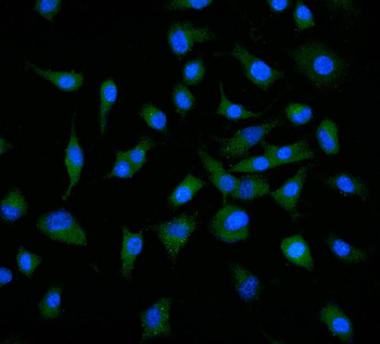 Anti-Neuropilin 1 Antibody (monoclonal, 4G3F7)