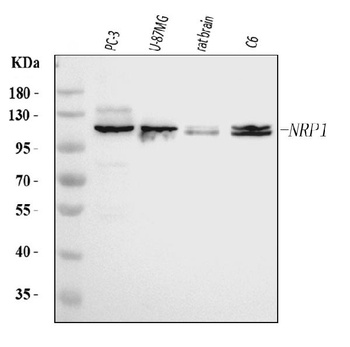 Neuropilin 1 Antibody (monoclonal, 4G3F7)
