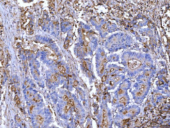 Anti-CD55 Antibody (monoclonal, 5B9E1)