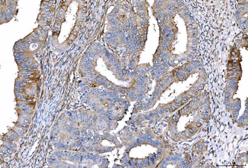 Anti-CD55 Antibody (monoclonal, 5B9E1)
