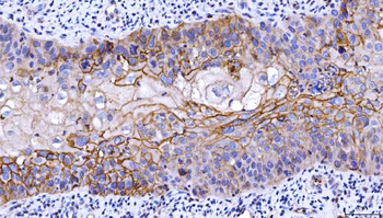 Anti-CD55 Antibody (monoclonal, 5B9E1)