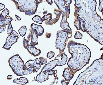 Anti-CD55 Antibody (monoclonal, 5B9E1)