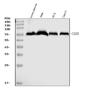 Anti-CD55 Antibody (monoclonal, 5B9E1)