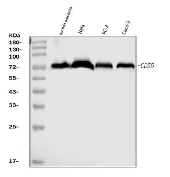 CD55 Antibody (monoclonal, 5B9E1)