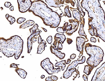 Anti-CD55 Antibody (monoclonal, 9F3A1)