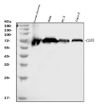 Anti-CD55 Antibody (monoclonal, 9F3A1)