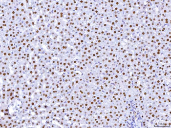 Anti-HNF-4-alpha Antibody (monoclonal, 6C8E9)