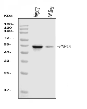 Anti-HNF-4-alpha Antibody (monoclonal, 6C8E9)
