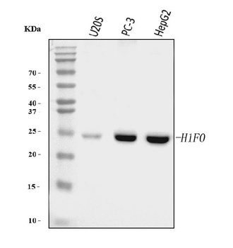 Histone H1.0/H1F0 Antibody (monoclonal, 5I3E6)