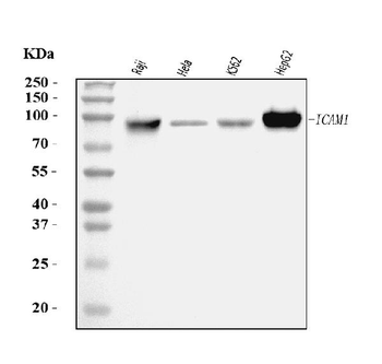 Anti-ICAM1 Antibody (monoclonal, 6F2C3)