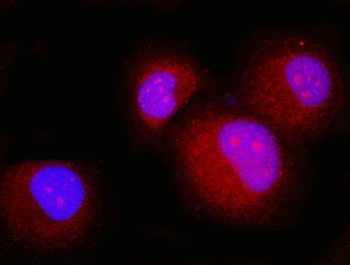Anti-p23/PTGES3 Antibody (monoclonal, 9D3D1)