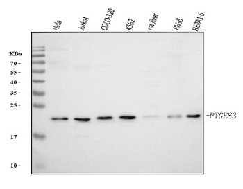p23/PTGES3 Antibody (monoclonal, 9D3D1)