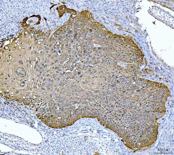 Anti-MASPIN Antibody (monoclonal, 7G4E1)