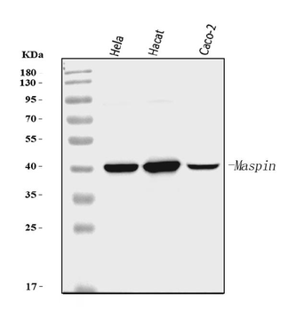 Anti-MASPIN Antibody (monoclonal, 7G4E1)