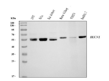 Beclin 1 Antibody (monoclonal, 2D12A3)