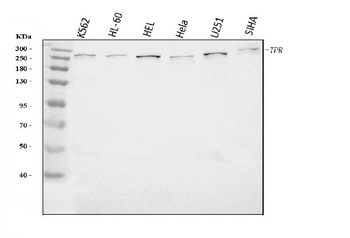 Anti-TPR Antibody