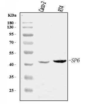Anti-SP6 Antibody