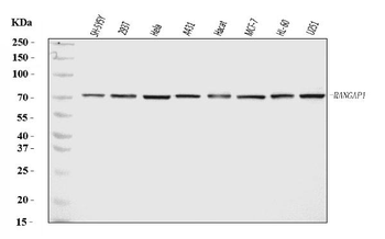 Anti-RANGAP1 Antibody