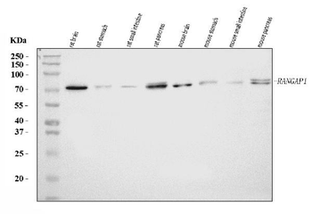 Anti-RANGAP1 Antibody