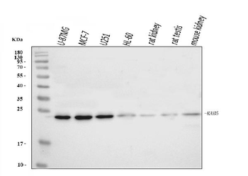 Anti-RAB5A/B/C Antibody
