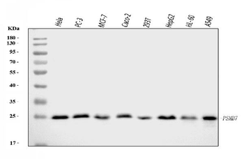 Anti-Proteasome 20S beta 7/PSMB7 Antibody
