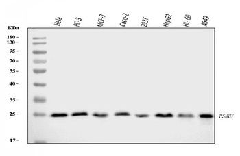 Proteasome 20S beta 7/PSMB7 Antibody
