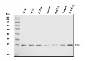 Proteasome 20S beta 7/PSMB7 Antibody