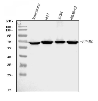 Anti-PPAR gamma/PPARG Antibody