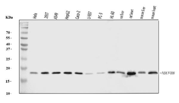 Anti-NDUFB8 Antibody