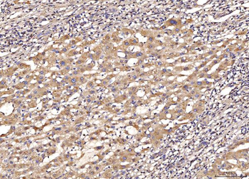 Anti-MYD88 Antibody